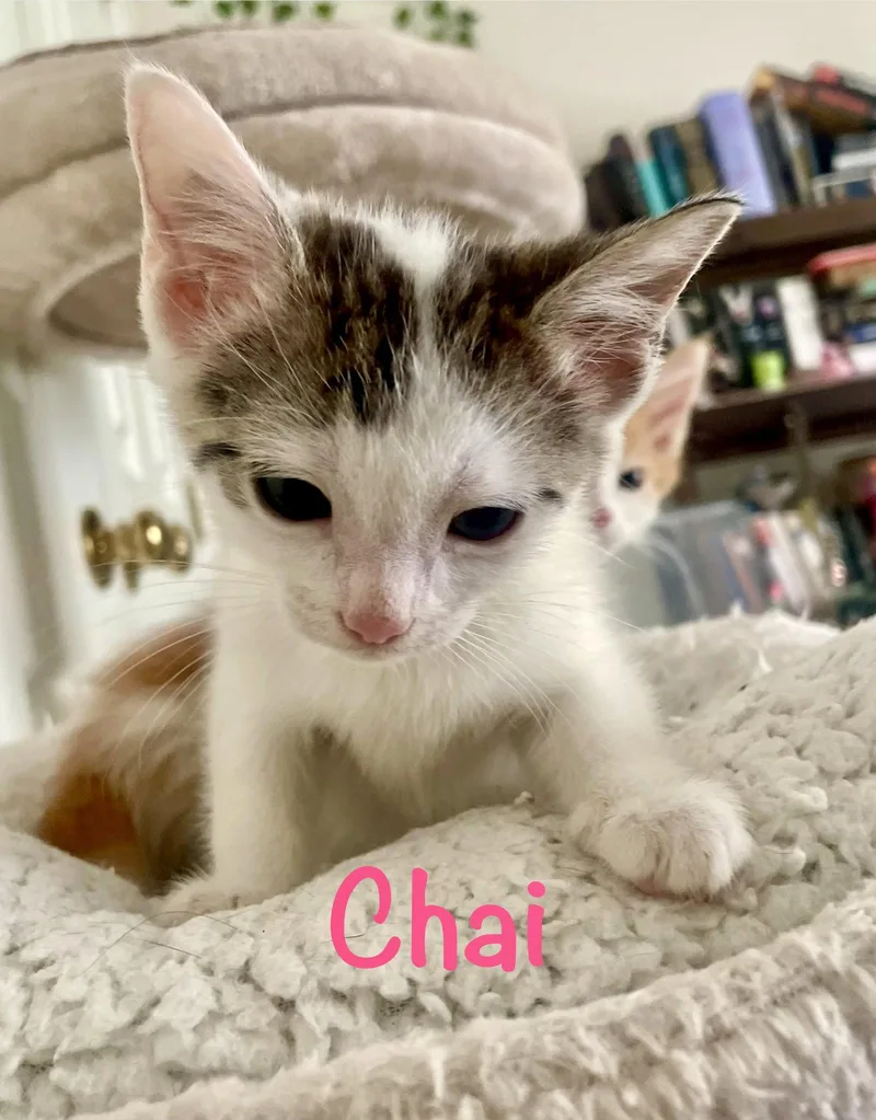 Chai thumbnail 3