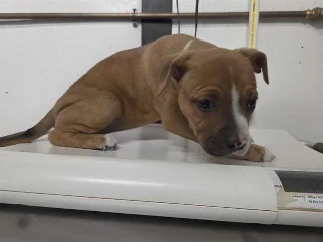 A baby small-sized female American Bulldog dog named Lola for adoption in Panama City, FL