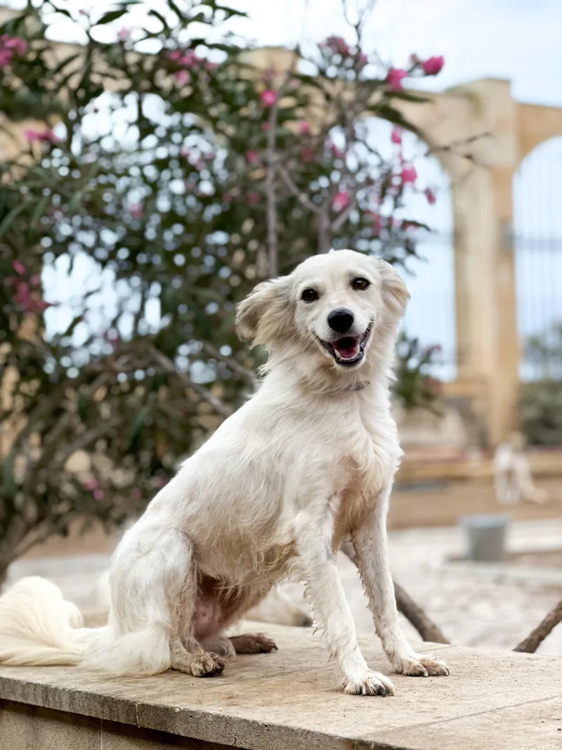 An adult small-sized female White / Cream Canaan Dog dog named Shanty for adoption in New York, NY