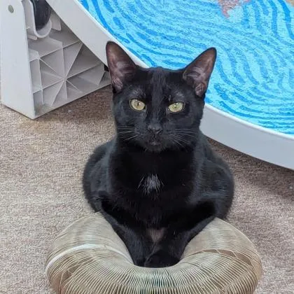 A young medium-sized female Domestic Short Hair cat named Zuri for adoption in Palm Coast, FL