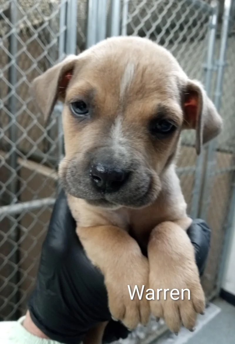 A baby medium-sized male Yellow / Tan / Blond / Fawn Boxer dog named Warren for adoption in Maynardville, TN