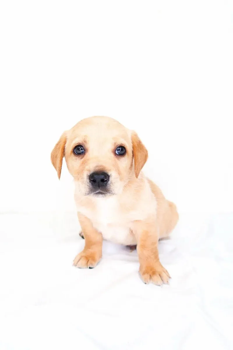 A baby small-sized male White / Cream Terrier dog named Appletini for adoption in Bixby, OK