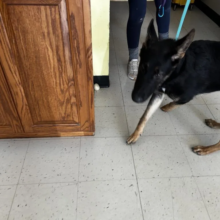 A young medium-sized male Black Mixed Breed dog named Pollen for adoption in Davenport, IA