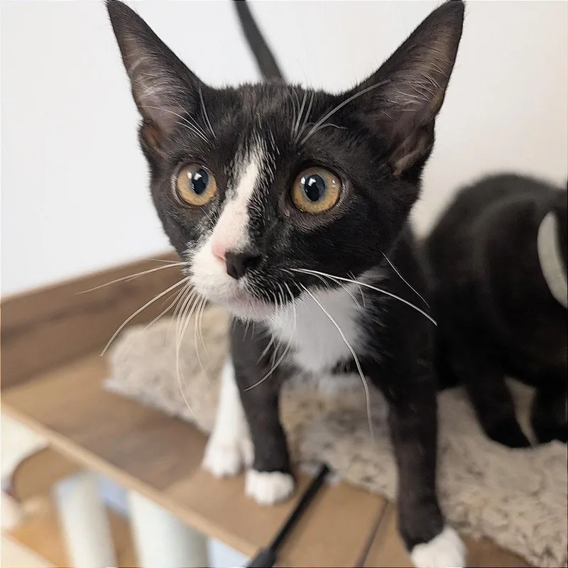 A baby small-sized male Black Domestic Short Hair cat named Barbood for adoption in Pleasant Hill, CA