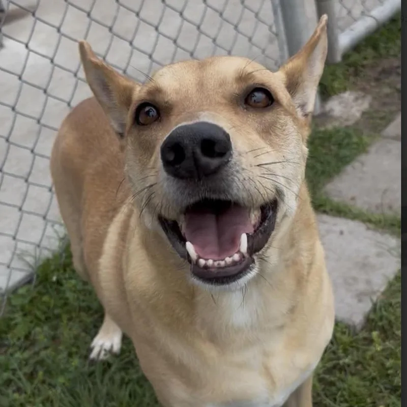 An adult medium-sized male Golden Basenji dog named Benji for adoption in Cedarburg, WI