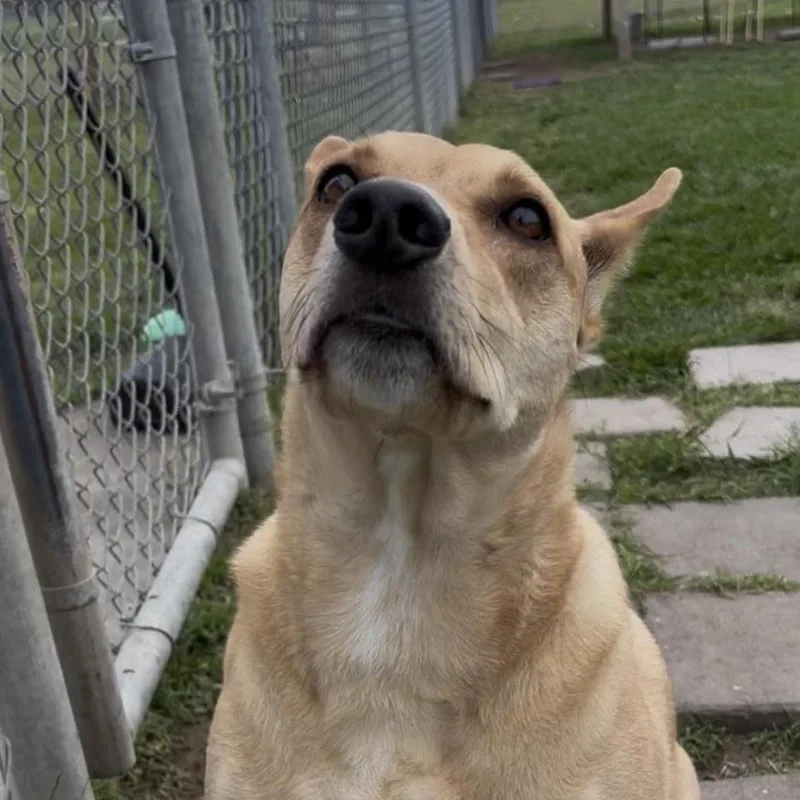 Benji thumbnail 2