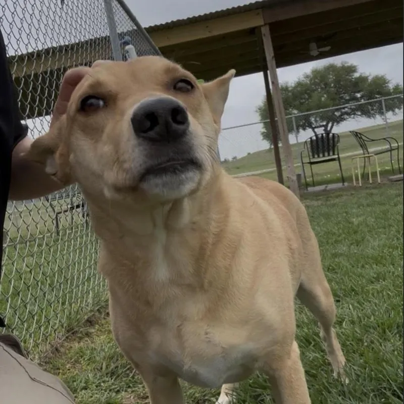 Benji thumbnail 3