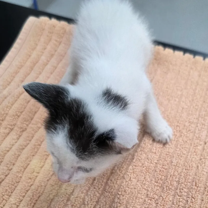 A baby small-sized male White Domestic Short Hair cat named Mike for adoption in Jupiter, FL
