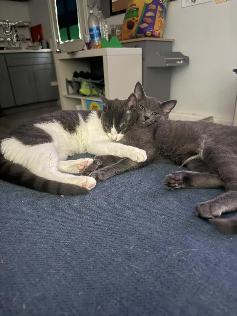A baby medium-sized female Domestic Short Hair cat named Gray for adoption in Norco, CA