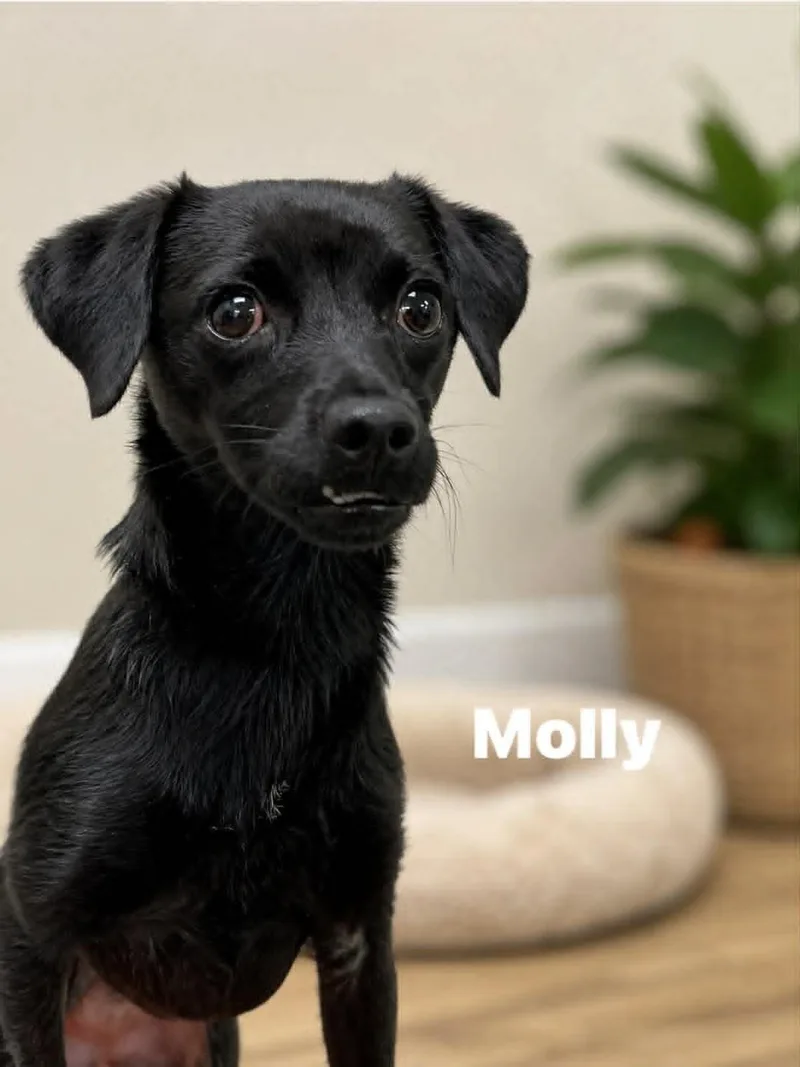 An adult small-sized female Black Dachshund dog named Molly for adoption in Blue Bell, PA