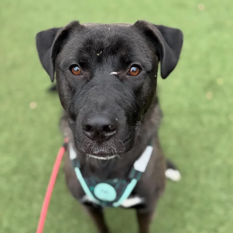An adult medium-sized female Brown / Chocolate Shepherd dog named Velveeta for adoption in Blaine, MN