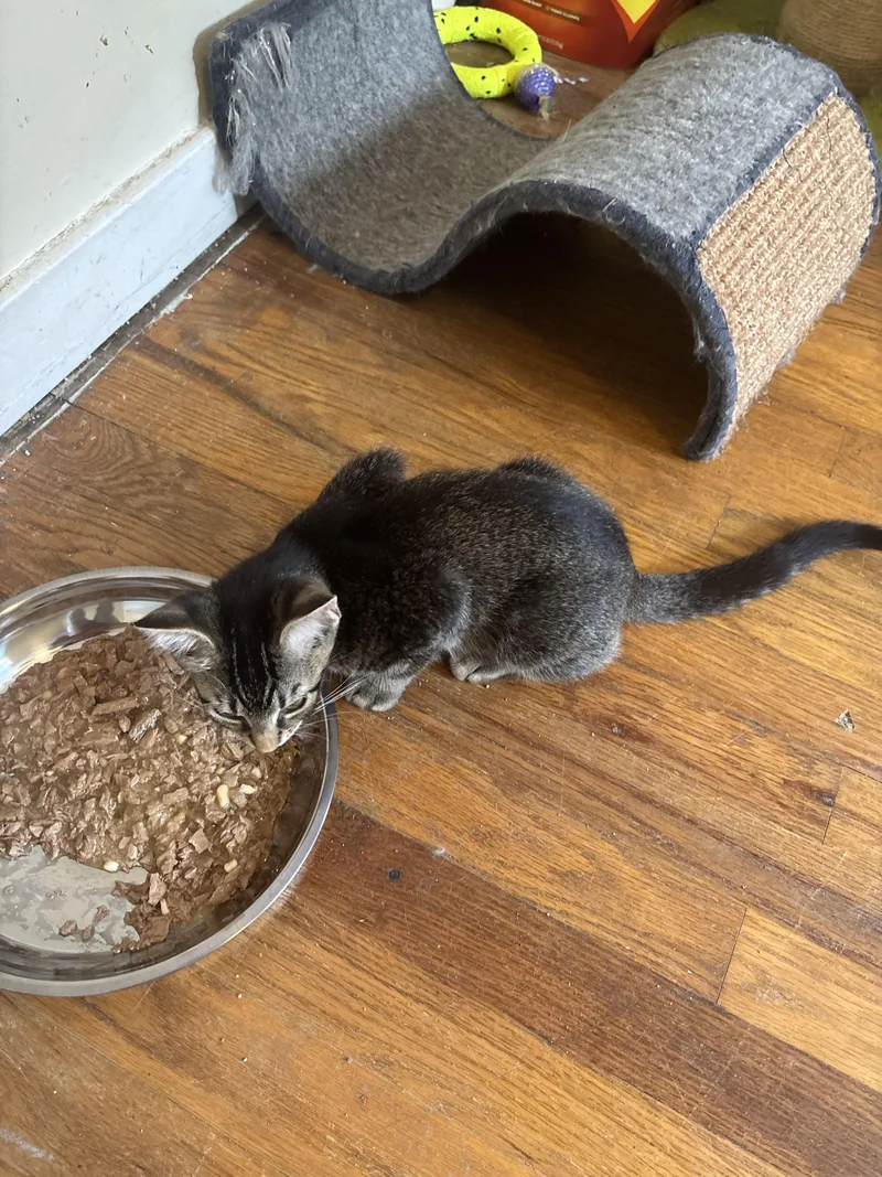A baby small-sized male Domestic Short Hair cat named Hoity for adoption in Bethel Park, PA
