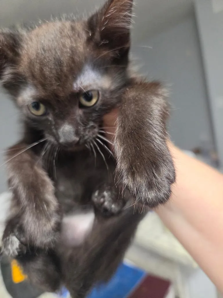 A baby medium-sized male Domestic Short Hair cat named Aldi for adoption in Tampa, FL