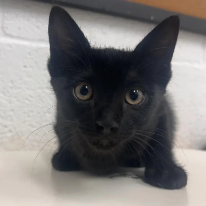 A baby small-sized female Black Domestic Short Hair cat named Sadie for adoption in Edinburg, TX
