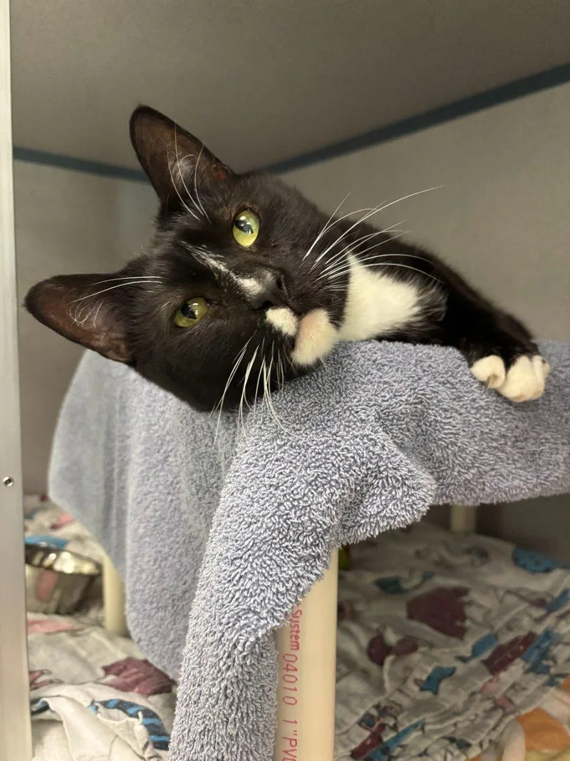 A senior small-sized male Black Domestic Short Hair cat named Mylo for adoption in Raleigh, NC