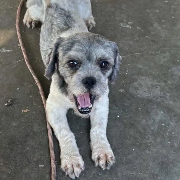 An adult small-sized male Shih Tzu dog named Oreo for adoption in Baton Rouge, LA