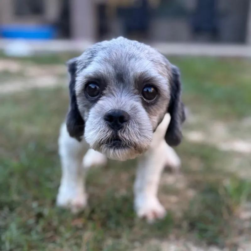 Oreo thumbnail 2