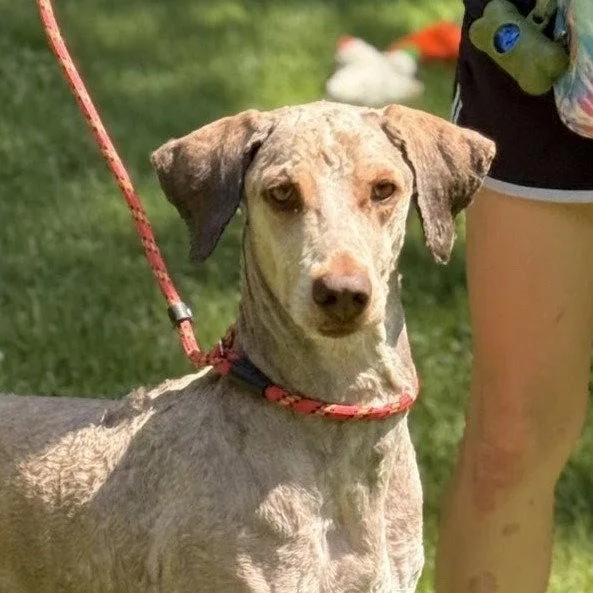 An adult medium-sized male Poodle dog named Rolo for adoption in Locust Fork, AL