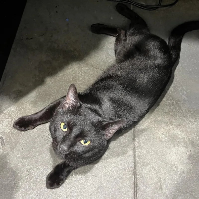 A young large-sized male Black Domestic Short Hair cat named Calvin for adoption in Clearwater, FL