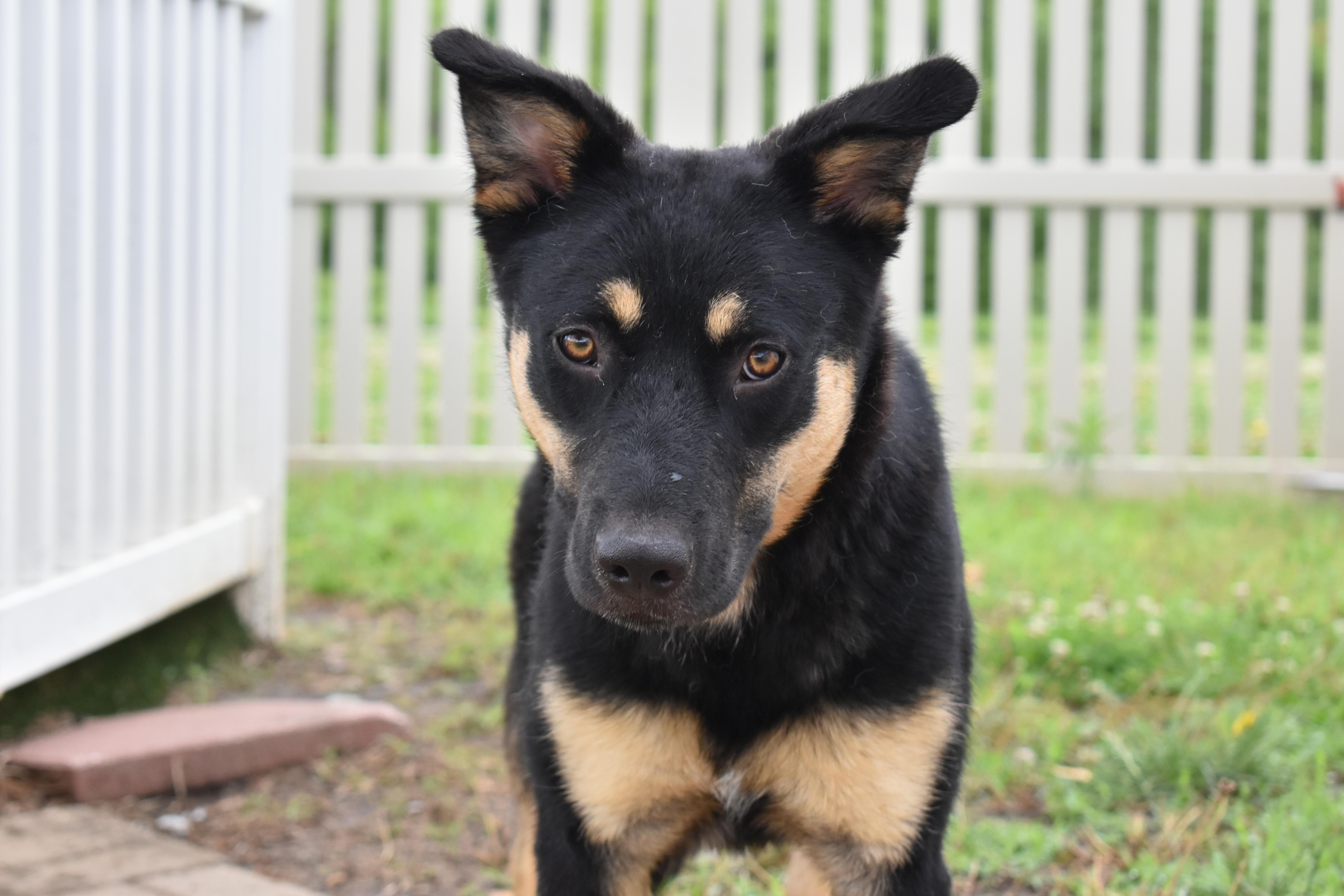 A young medium-sized female Shepherd dog named Tansy for adoption in Auburn, NE