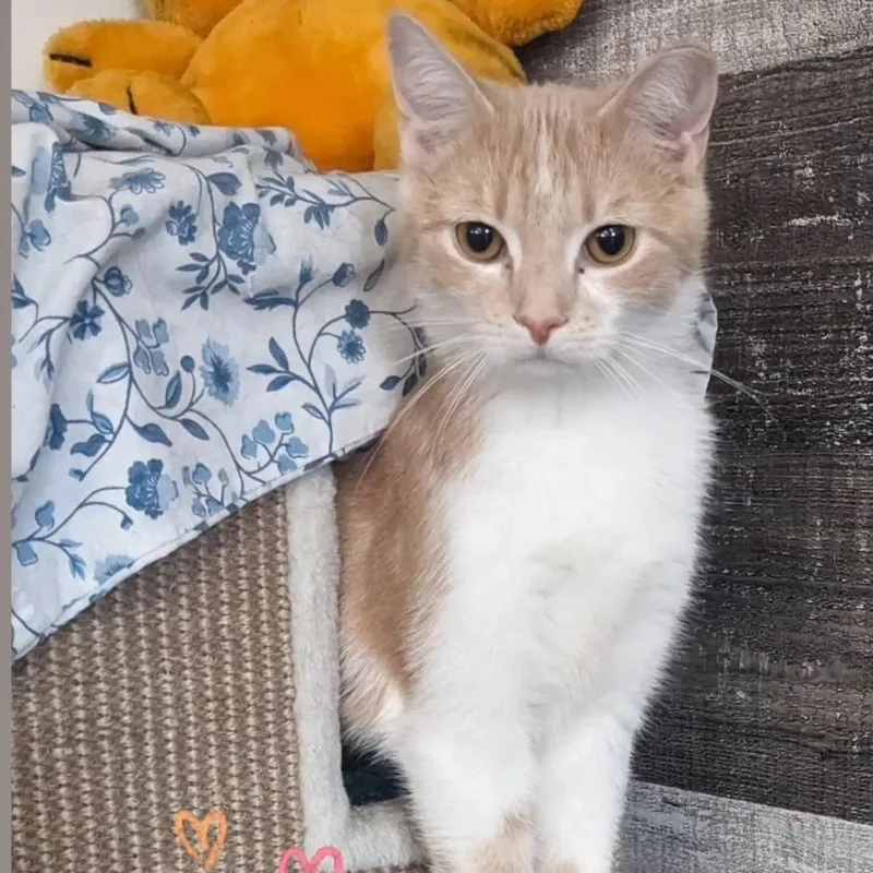 A young small-sized male Orange / Red Domestic Short Hair cat named Hank for adoption in Pittsburgh, PA
