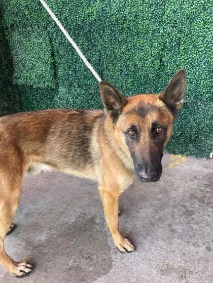 An adult large-sized male Brown / Chocolate Belgian Shepherd / Malinois dog named 60981033 for adoption in El Paso, TX