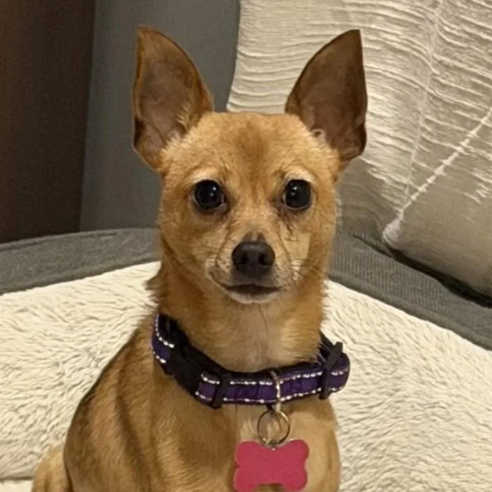 An adult small-sized female Yellow / Tan / Blond / Fawn Chihuahua dog named Winnie for adoption in Normal, IL