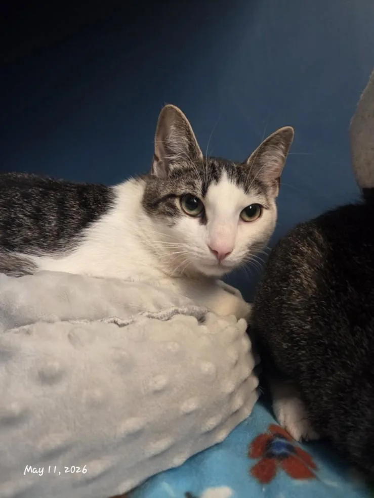 A young medium-sized male Domestic Short Hair cat named Jagger for adoption in Hagerstown, MD