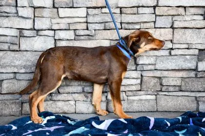 A baby large-sized male Doberman Pinscher dog named Kain for adoption in Yakima, WA