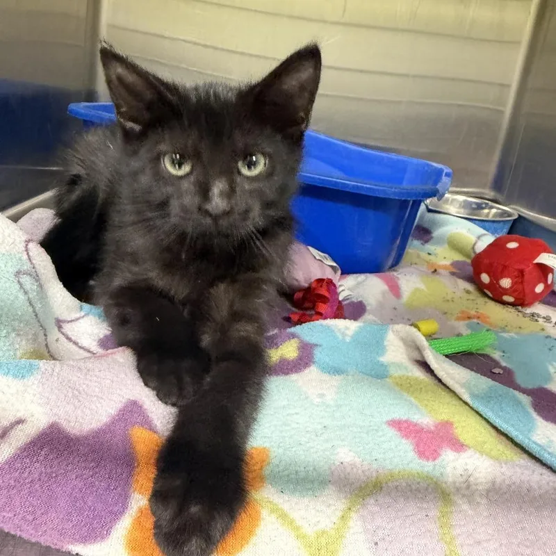 A baby small-sized female Black Domestic Short Hair cat named Mocha for adoption in Brookfield, MO