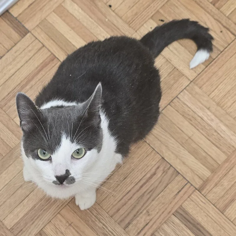 An adult small-sized female Black Domestic Short Hair cat named Marty Wolf for adoption in Brooklyn, NY
