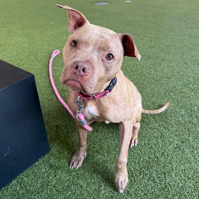 An adult medium-sized male Yellow / Tan / Blond / Fawn American Bulldog dog named Budderball for adoption in West Palm Beach, FL