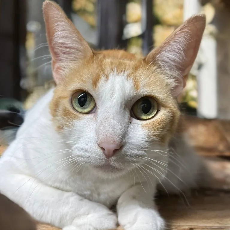 Buttercup thumbnail 2