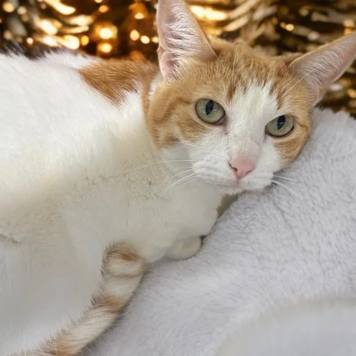 Buttercup thumbnail 4