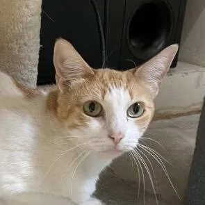 Buttercup thumbnail 5