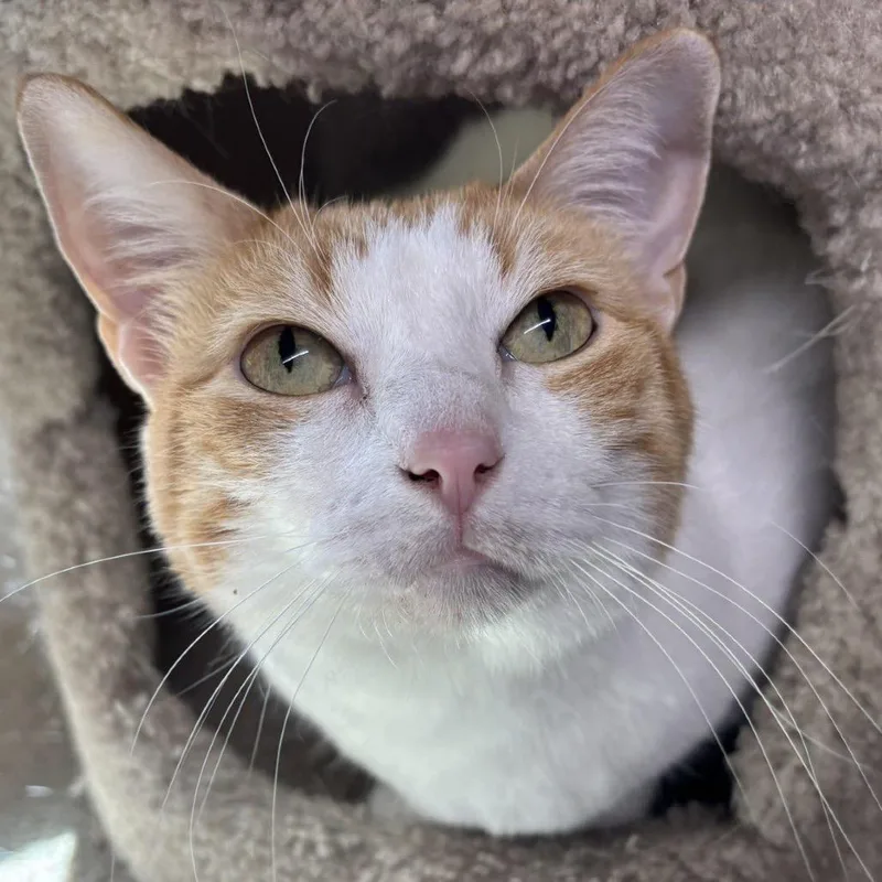 Buttercup thumbnail 6