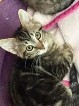 A young medium-sized female Tabby (Brown / Chocolate) Domestic Short Hair cat named Bumble for adoption in Manitowoc, WI