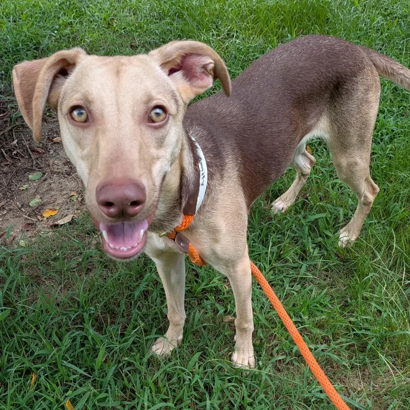 A young medium-sized female Shepherd dog named Amity for adoption in Birmingham, AL