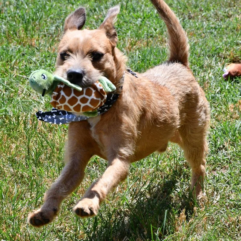 A young medium-sized male Yellow / Tan / Blond / Fawn Terrier dog named Pencil for adoption in Beaumont, TX