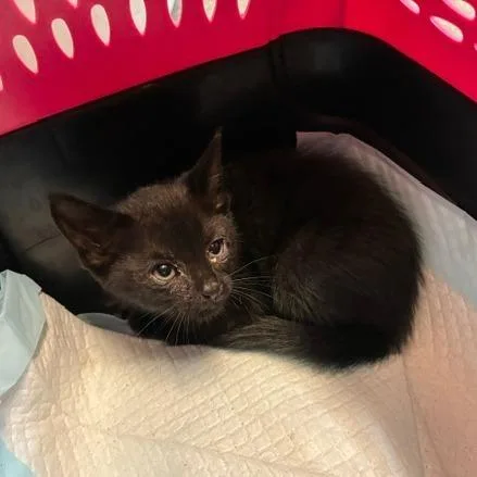 A baby small-sized female Black Domestic Short Hair cat named Chantico for adoption in Los Angeles, CA