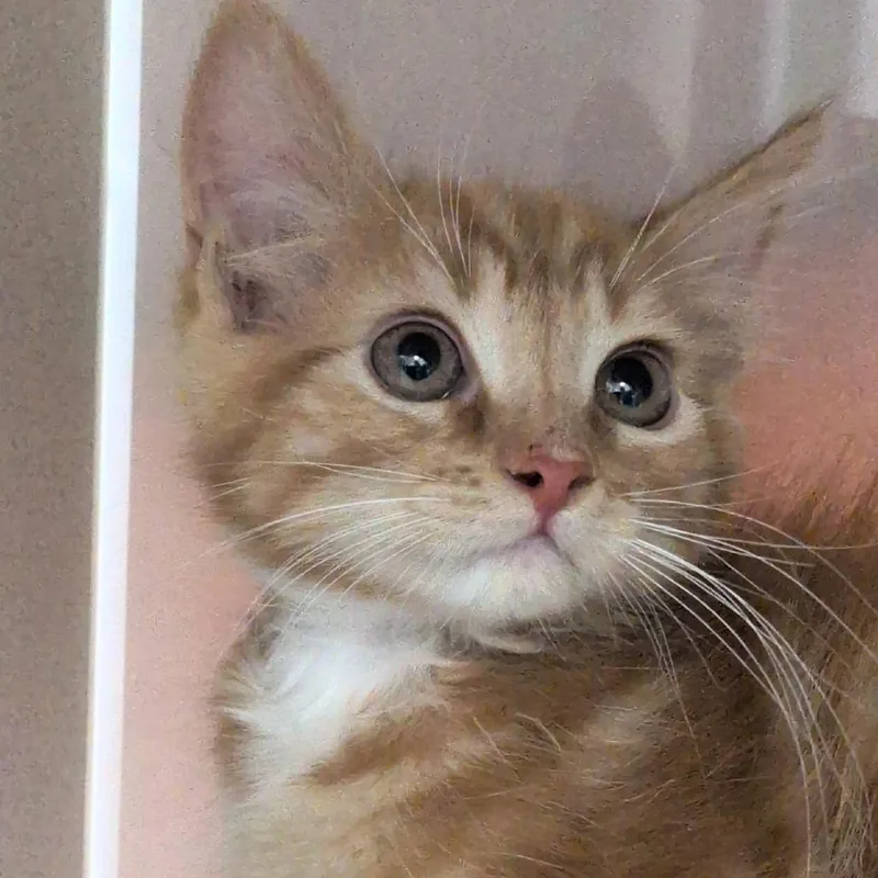 A baby small-sized male Orange / Red Domestic Short Hair cat named Orca for adoption in Reno, NV