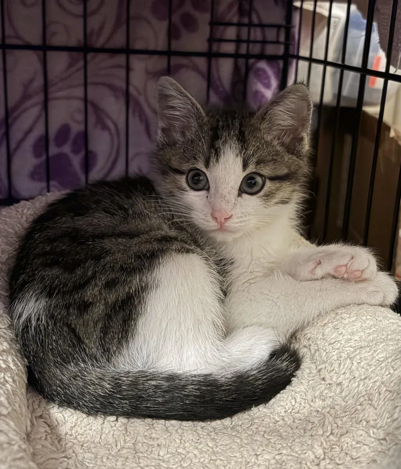 A baby medium-sized male Tabby cat named Travis for adoption in Plano, TX