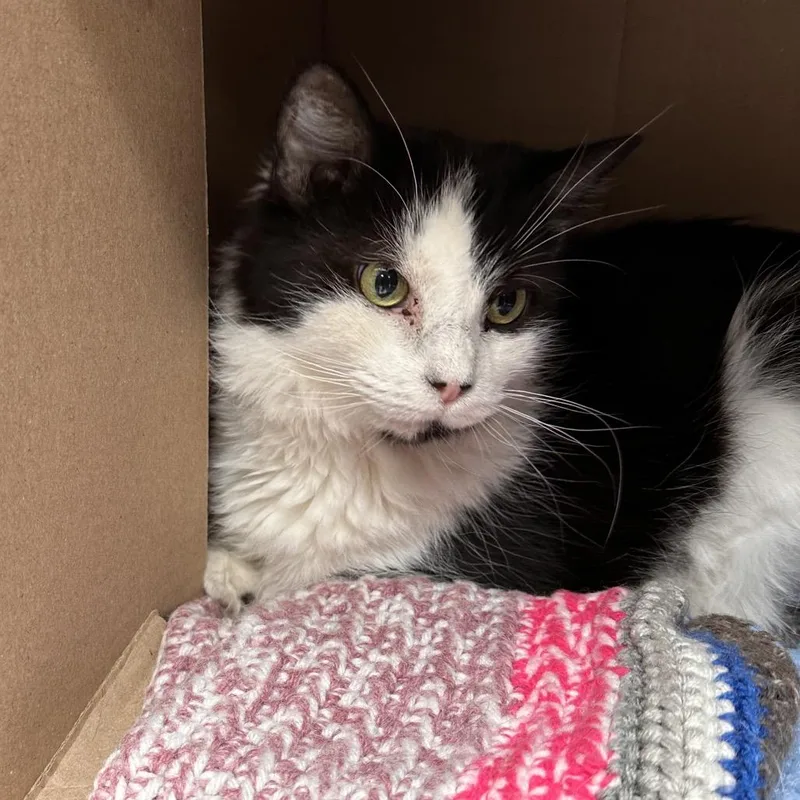 A senior medium-sized female Black Domestic Medium Hair cat named Edith for adoption in East Smithfield , PA