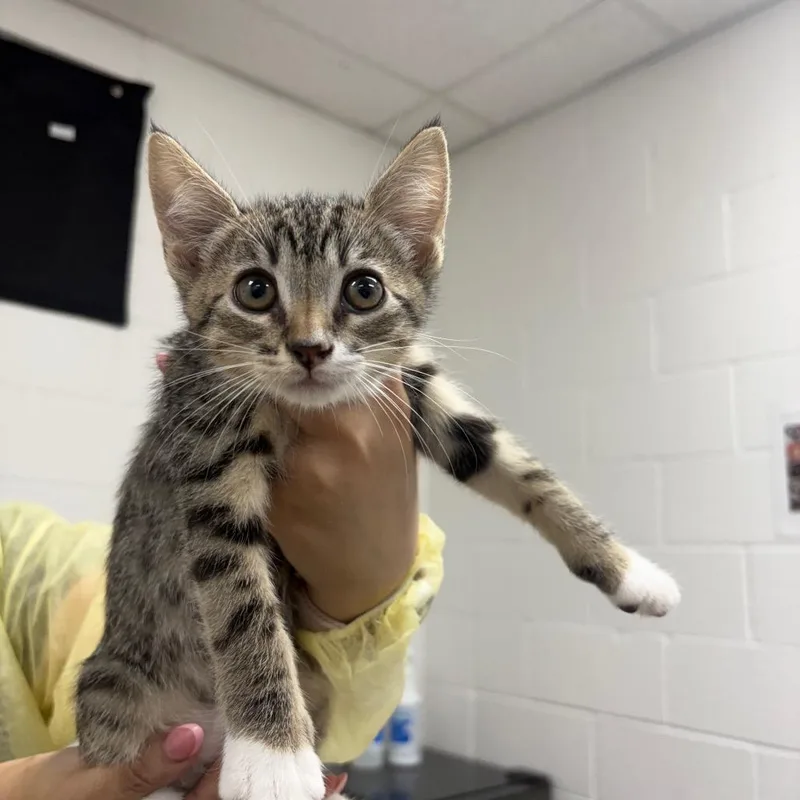 A baby small-sized female Gray / Blue / Silver Domestic Short Hair cat named Frapp for adoption in Incline Village, NV
