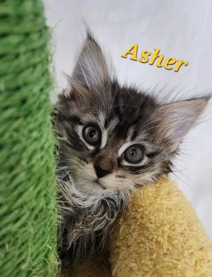 Asher