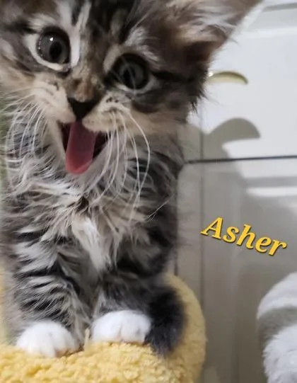 Asher thumbnail 2