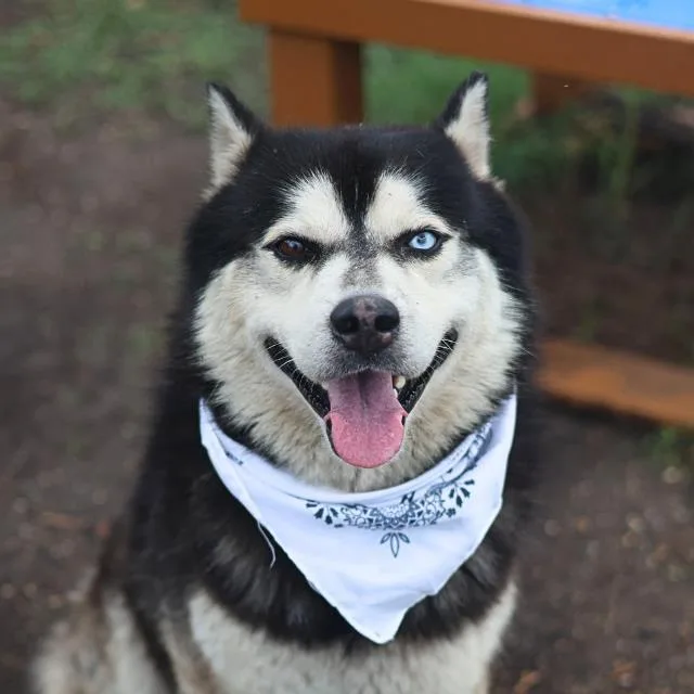 A young medium-sized male Husky dog named Restu Orochi for adoption in San Antonio, TX