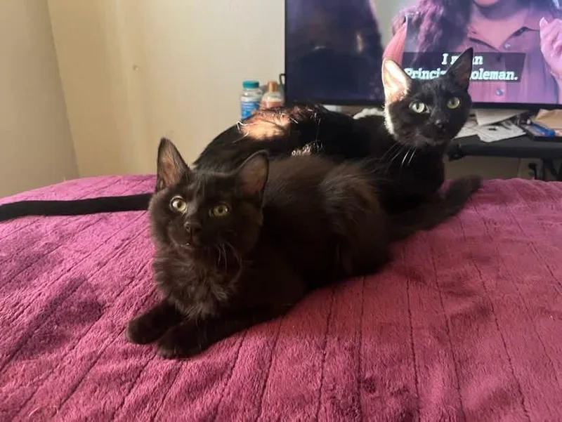 An adult medium-sized female Black Domestic Short Hair cat named Andie for adoption in Gladstone, OR
