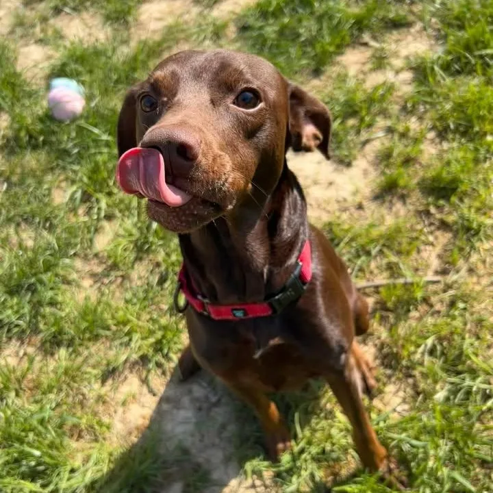 An adult medium-sized male Pit Bull Terrier dog named Knox for adoption in Shepherdsville, KY