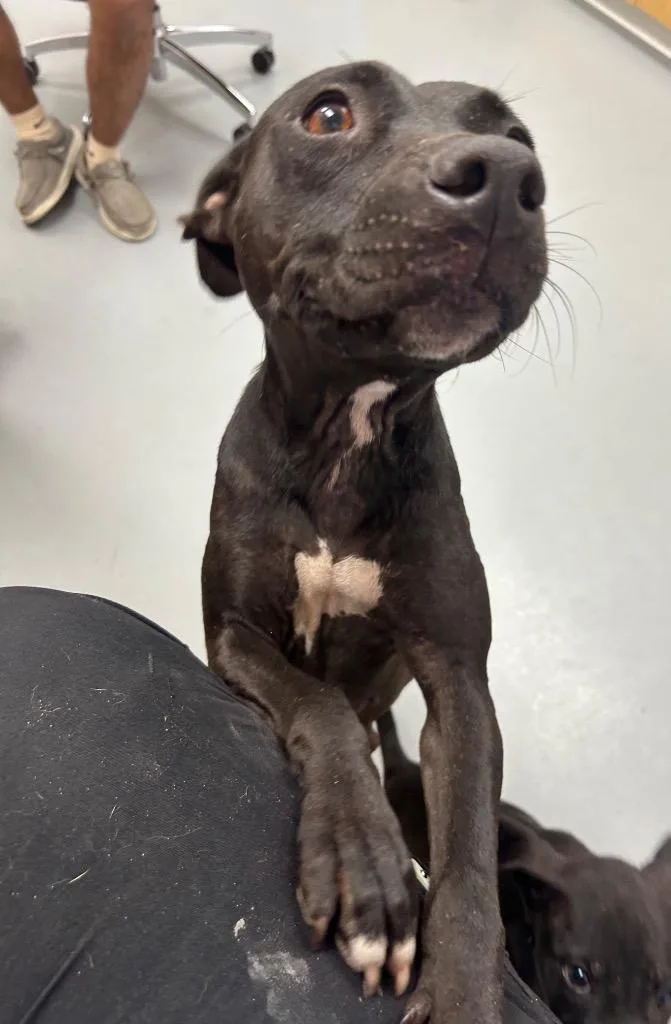 An adult medium-sized female Pit Bull Terrier dog named Elmer for adoption in Hartsville, SC